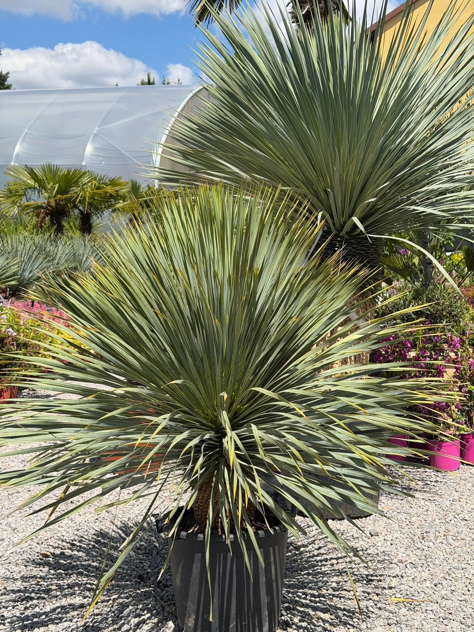 Yucca rostrata o srebrzystych liściach w ekspozycji ogrodowej